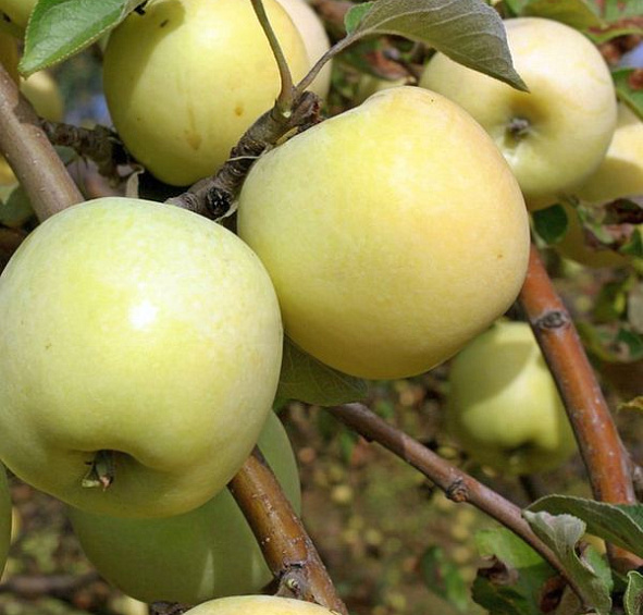 Яблоня домашняя 'Антоновка'